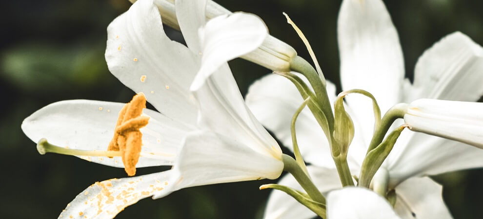 an easter lily that can be planted for easter activities
